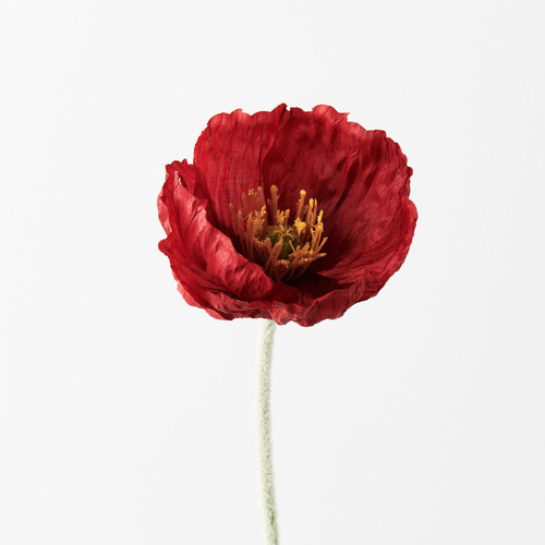 Large poppy FI9664RD