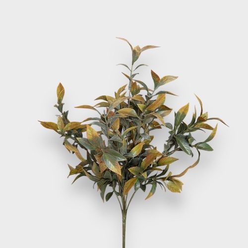 Ruscus bush FI9771GYBR