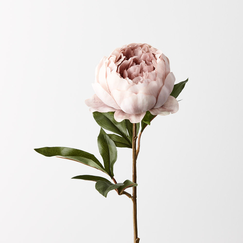 Silk Peony FI9783DP