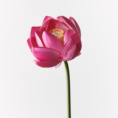 Water Lily Lotus FI9823FU