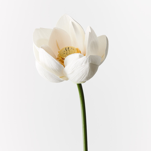 Water Lily Lotus FI9823WH