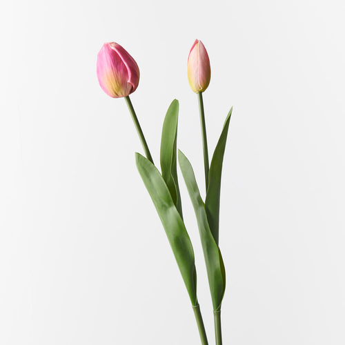 Tulip bud & Bloom FI9824FU