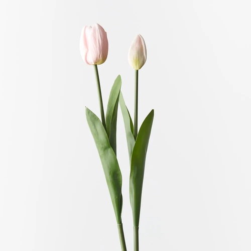 Tulip bud & Bloom FI9824LP