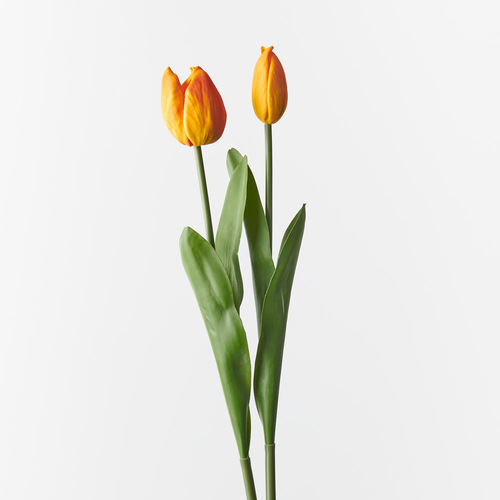 Tulip bud & Bloom FI9824OR