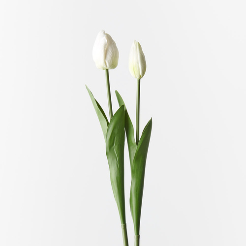 Tulip bud & Bloom FI9824WH