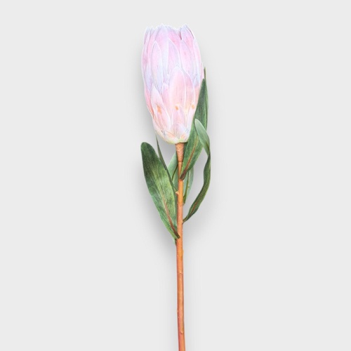 Protea Queen FI9982LP