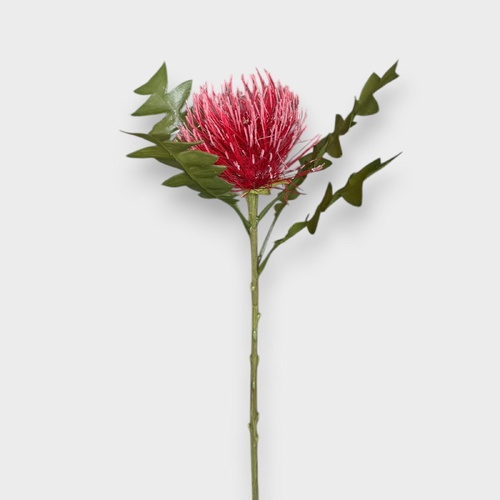 Protea Leucospermum FI9989RD