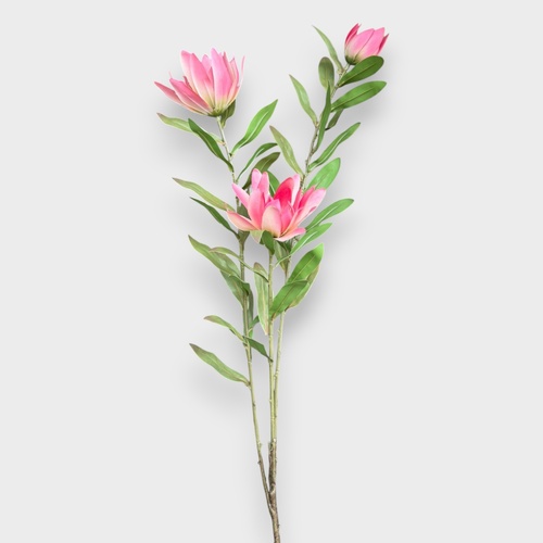 Leucadendron FS001PK