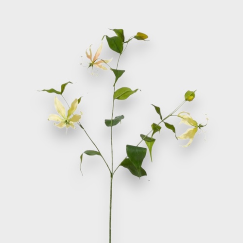 Gloriosa Spray FS061YW