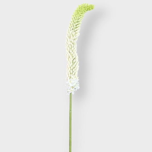 Foxtail Lily Stem FS116GNWH