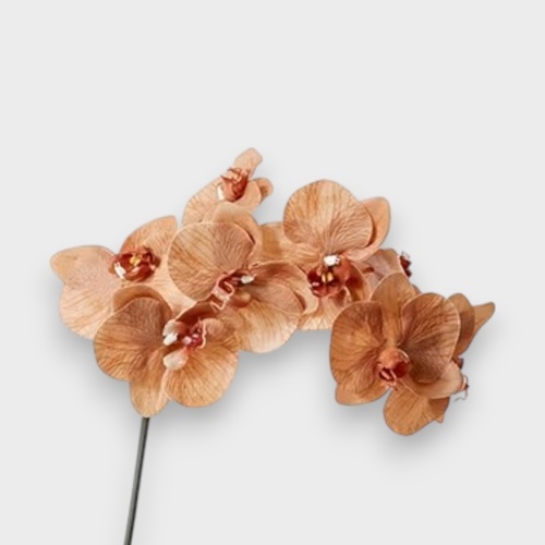 Phalaenopsis Orchid Stem FS124BN