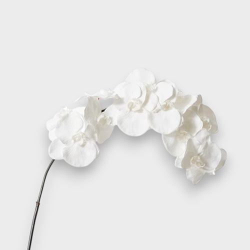 Phalaenopsis Orchid Stem FS125WH