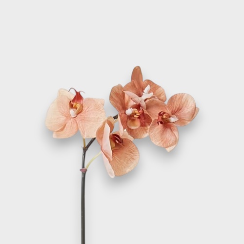 Phalaenopsis Orchid Mini Stem FS139BN