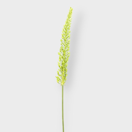Foxtail Lily Mini Stem FS168GN