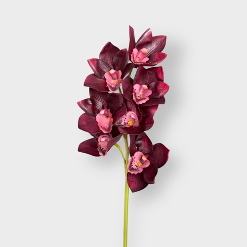 Cymbidium Lush Stem FS178BU