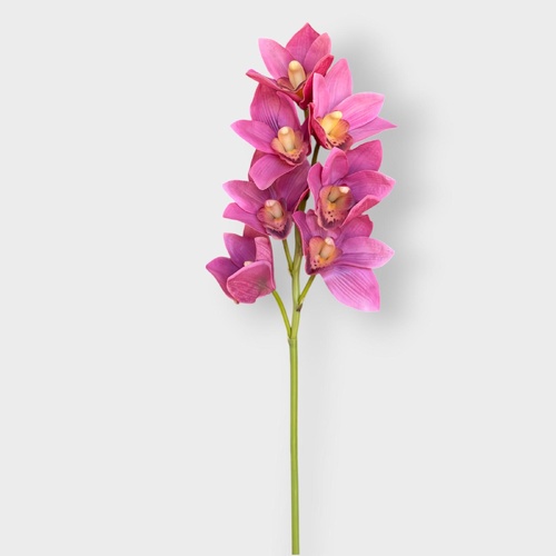 Cymbidium Lush Stem FS178MV
