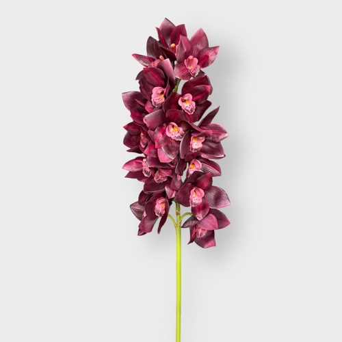 Cymbidium Lush Stem FS179BU
