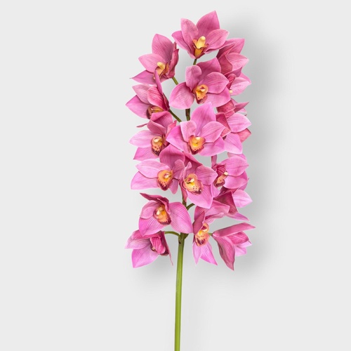 Cymbidium Lush Stem FS179MV