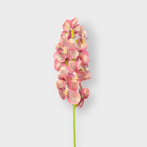 Vanda Orchid FS194BS