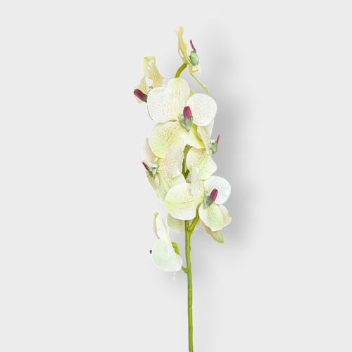 Vanda Orchid FS194GN