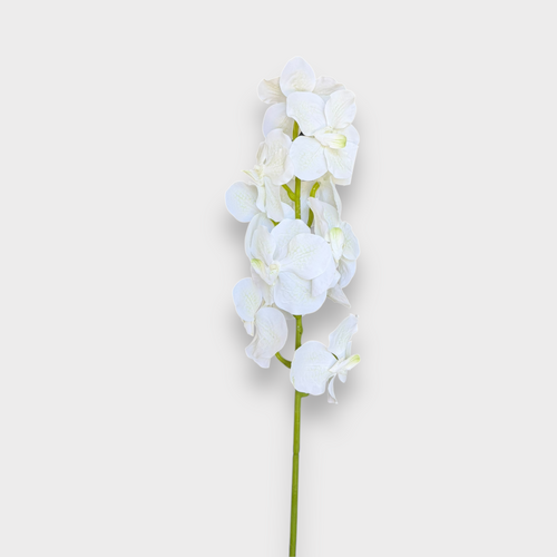 Vanda Orchid FS194WH