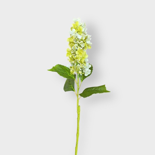 Cone Hydrangea FS197GN
