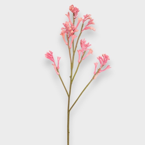 Leucadendron FS206PK