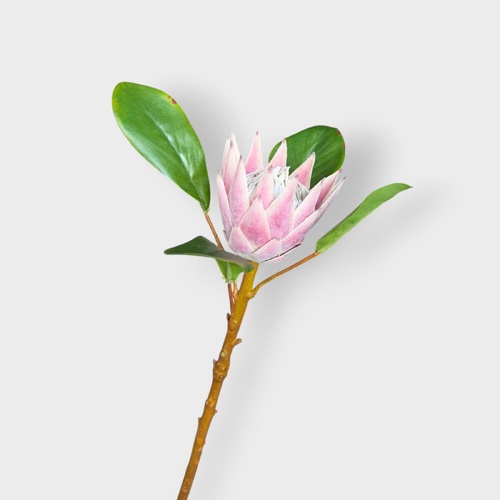 Protea King Small Stem FS236PK