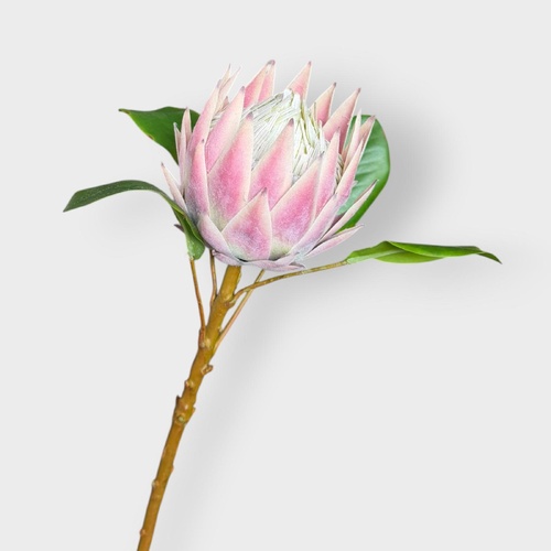 Protea King Stem FS237PK