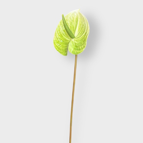 Anthurium FSP017GN