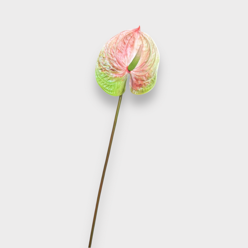 Anthurium FSP017PKGN
