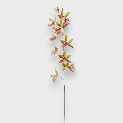 Orchid Oncidium Stem FSP027GNBU