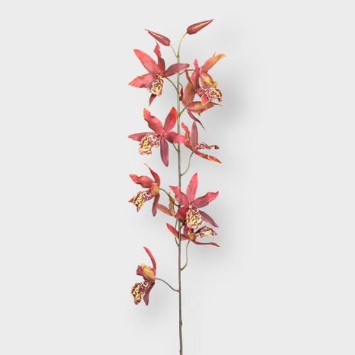 Orchid Oncidium Stem FSP027RD