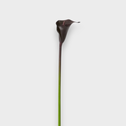 Calla Lily FSP030BU