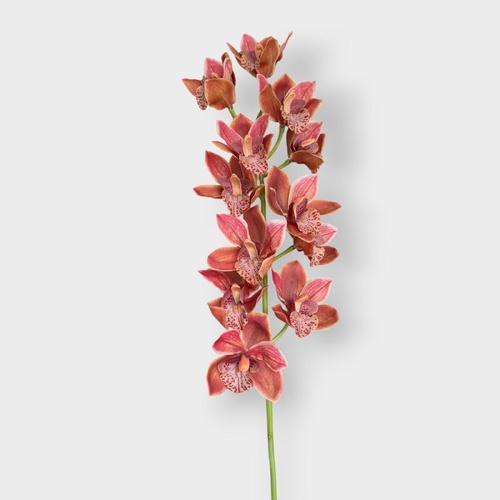 Cymbidium Grand Orchid FSP031DKOR