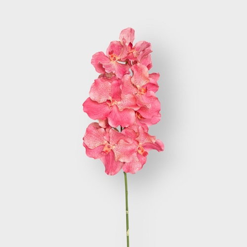 Vanda Orchid Grand FSP032BS