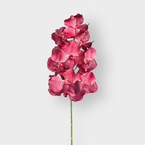 Vanda Orchid Grand FSP032BT