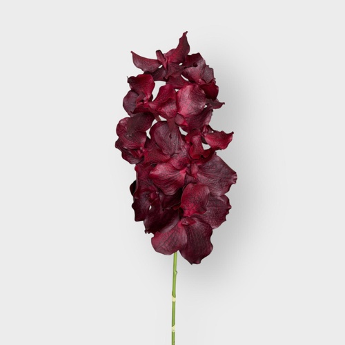 Vanda Orchid Grand FSP032BU