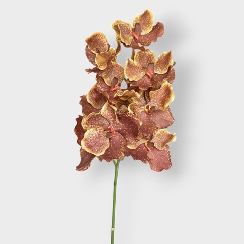 Vanda Orchid Grand FSP032DKOR