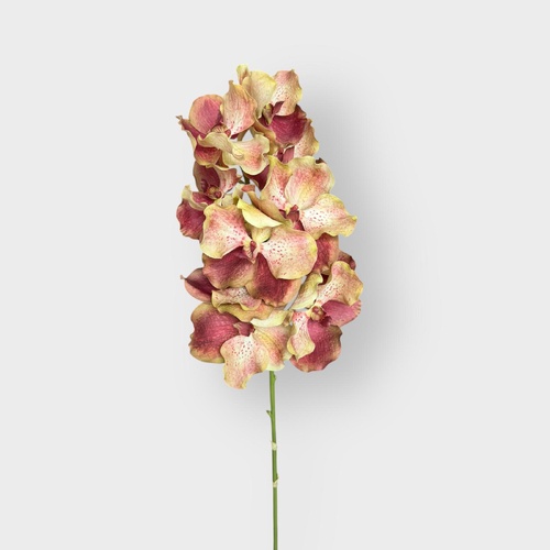 Vanda Orchid Grand FSP032BU