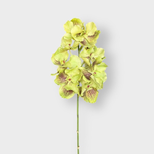 Vanda Orchid Grand FSP032GNBN