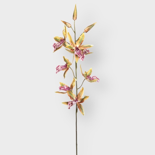 Orchid Oncidium Stem FSP033GNBU
