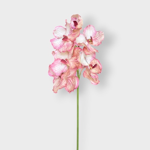 Vanda Grand Small Orchid FSP034BTPK