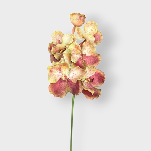 Vanda Grand Small Orchid FSP034GNRU