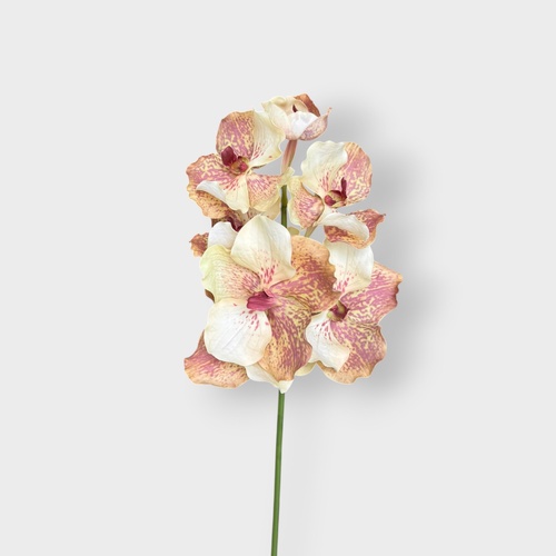 Vanda Grand Small Orchid FSP034PHBN