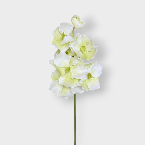 Vanda Grand Small Orchid FSP034WHGN