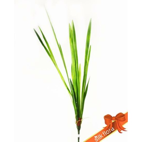 Cymbidium Orchid Leaves GF20029