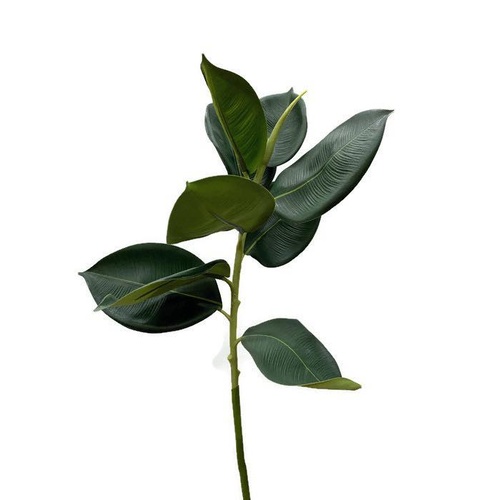 Ficus Leaves GF60078