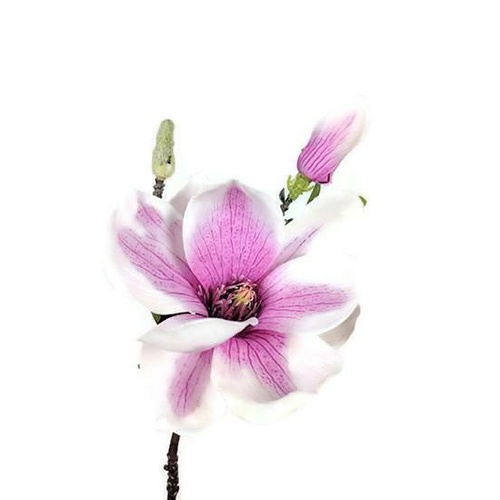 Short Magnolia Spray GF60280-PNK