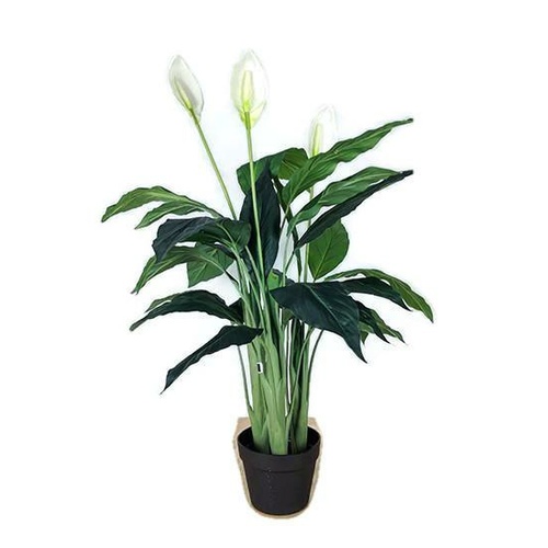 Spathiphyllum Tree GF60538